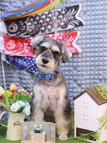 20230512パピコくん